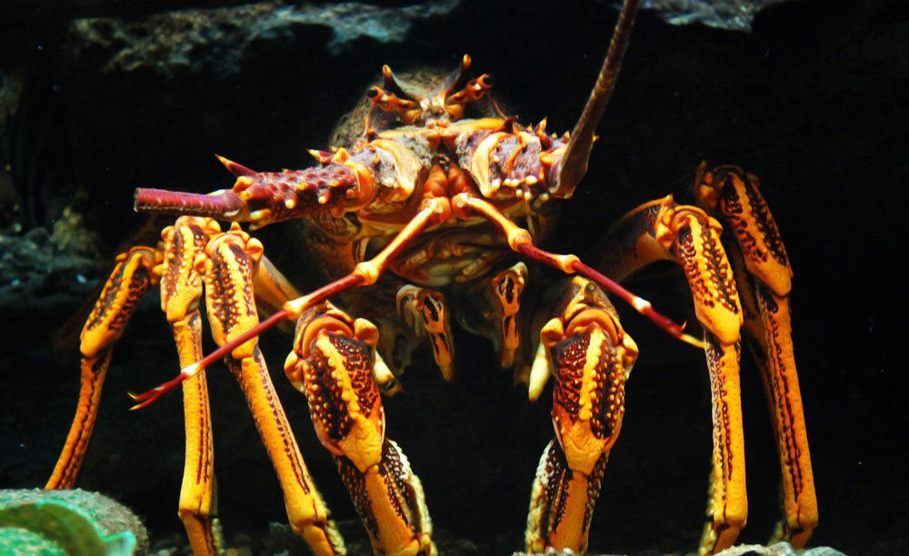 This image portrays THE FLORIDA MINI LOBSTER SEASON by Dive Training Magazine | Scuba Diving Skills, Gear, Education.