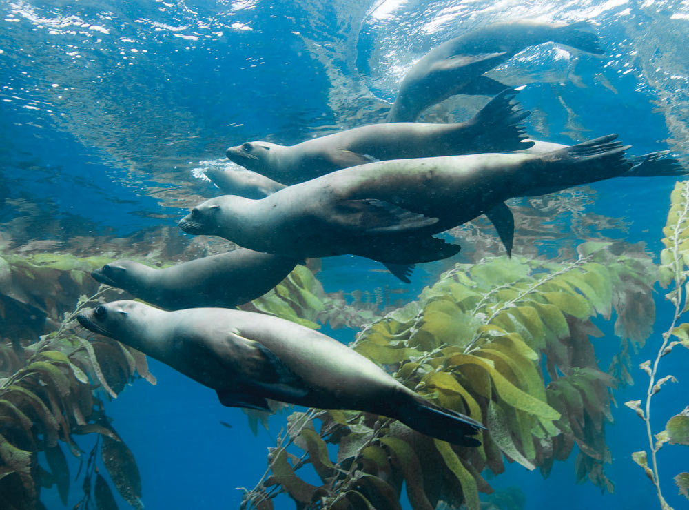 California sea lion