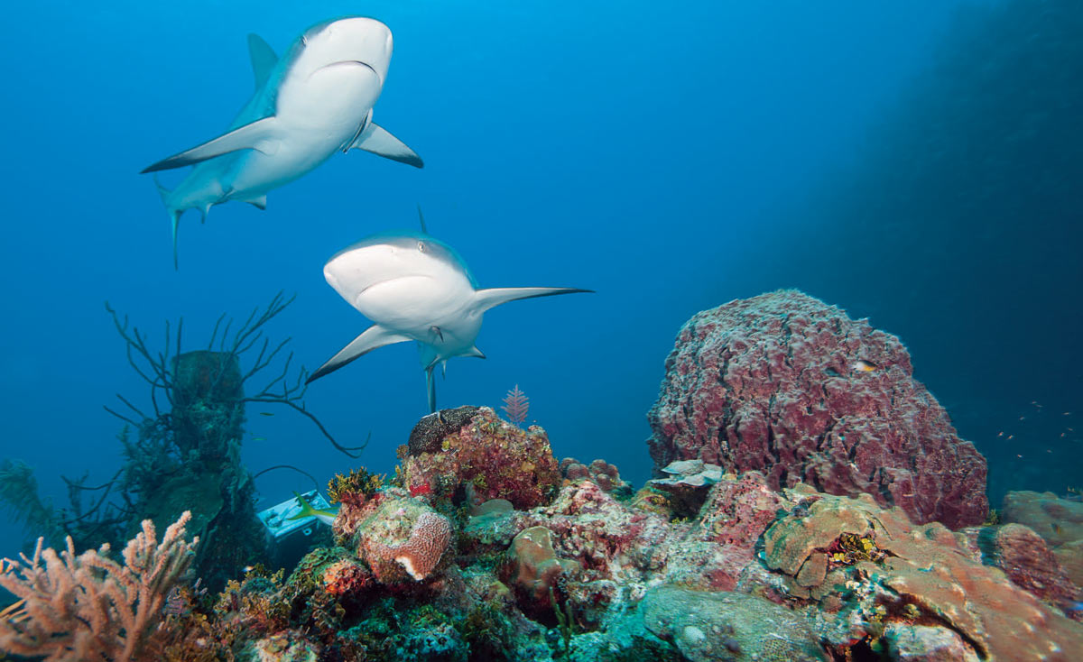 shark Cuba