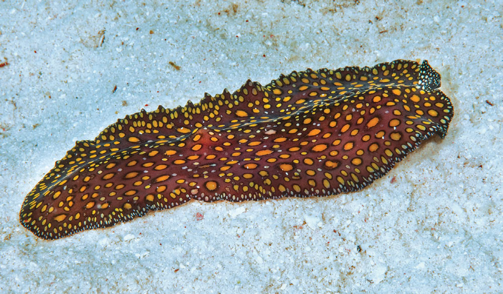 leopard flatworm