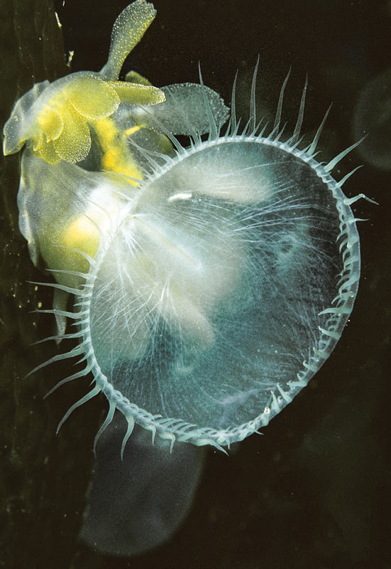 lion's mane nudibranch