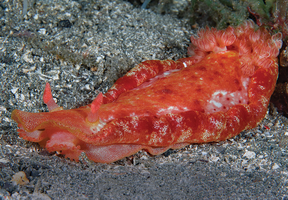 spanish dancer