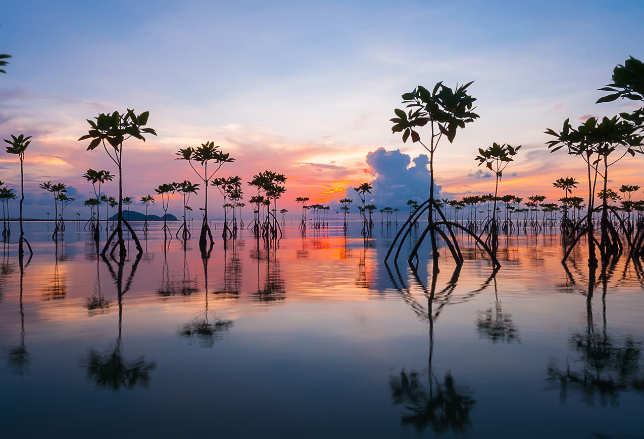 mangrove reforestation