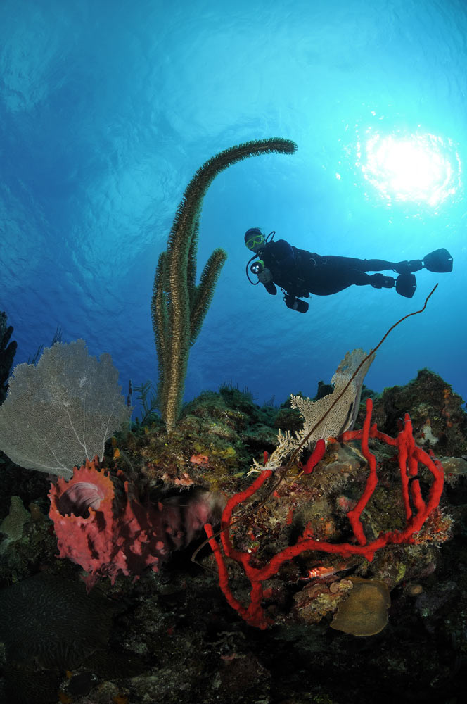 scuba diving Utila