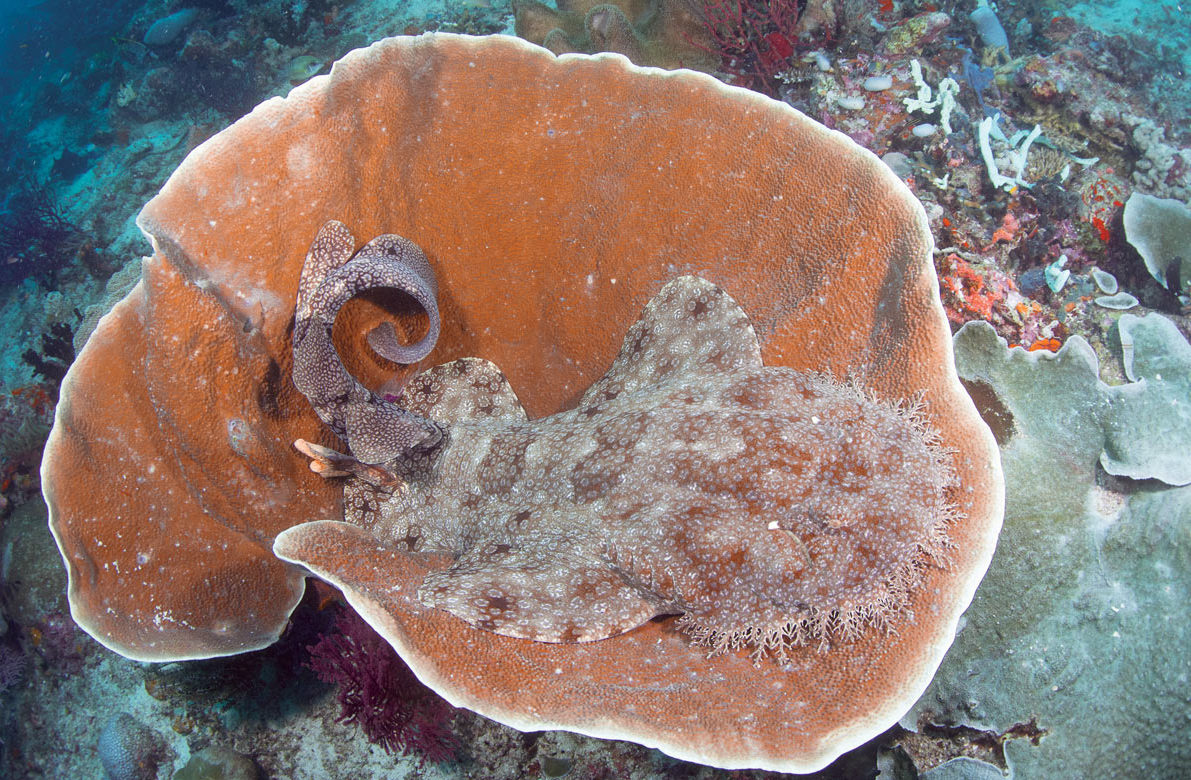 Diver and adult tassled wobbegong shark