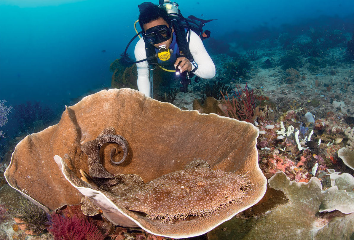 Adult tassled wobbegong shark