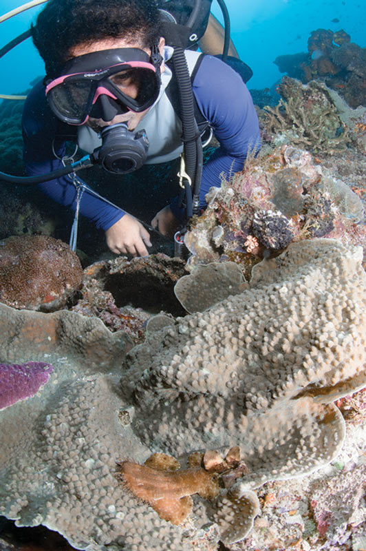 Diver and juvenile tassled wobbegong shark