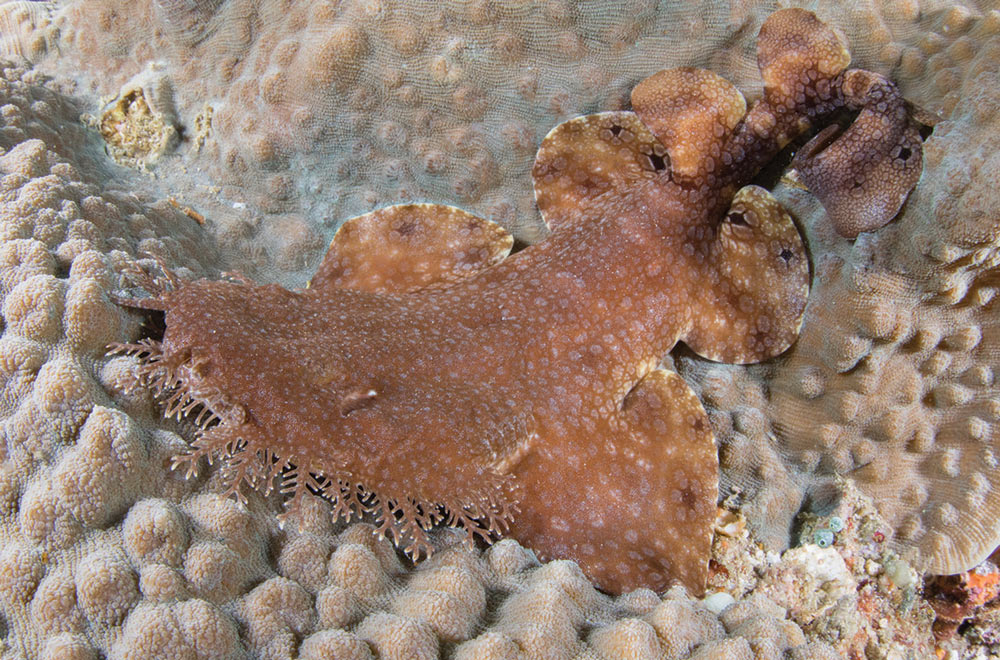 juvenile tassled woebegone shark