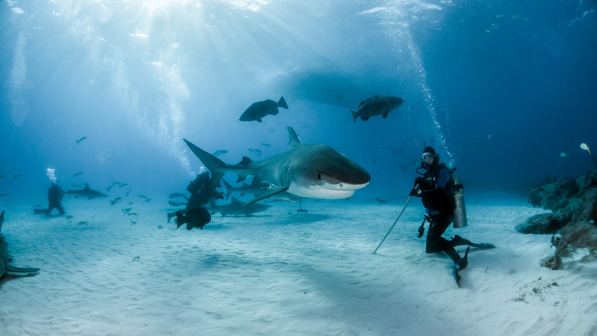 shark diving