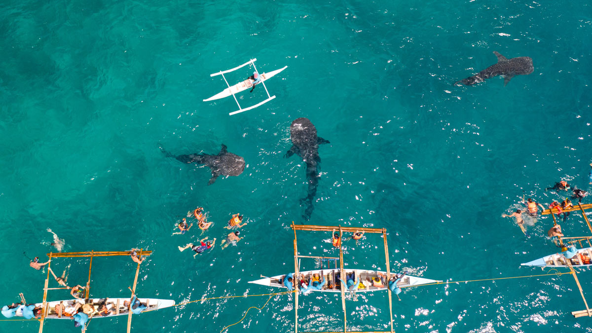 whale shark diving