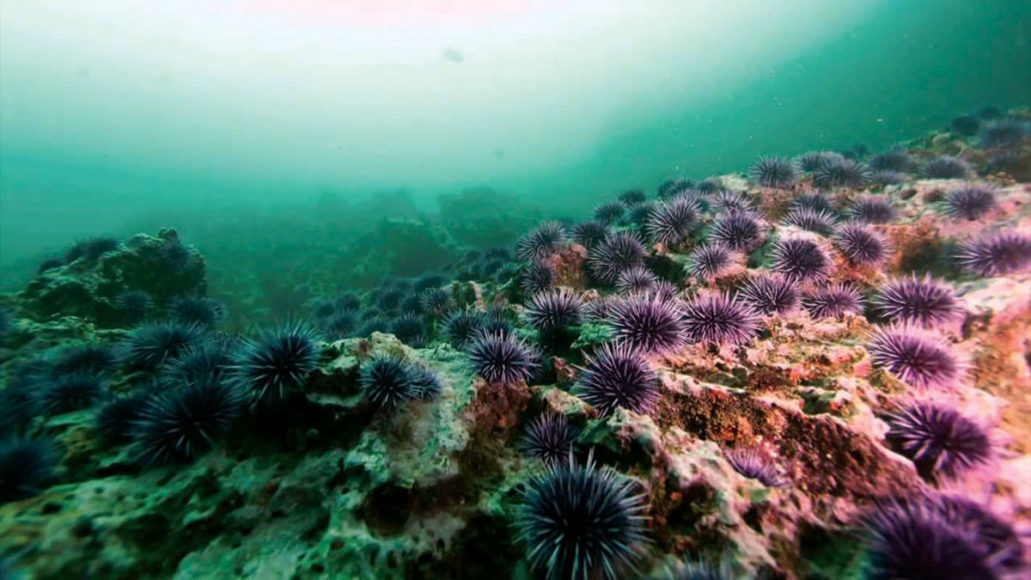 Purple Urchins