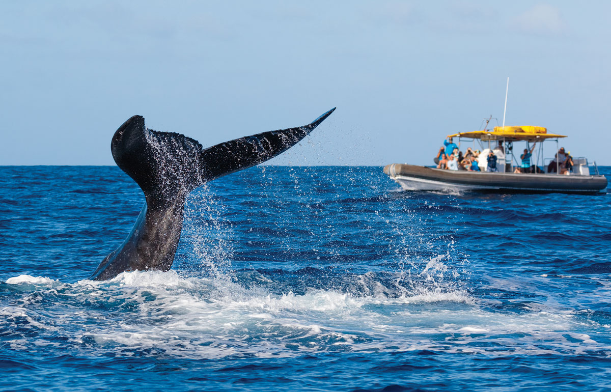 whale watching