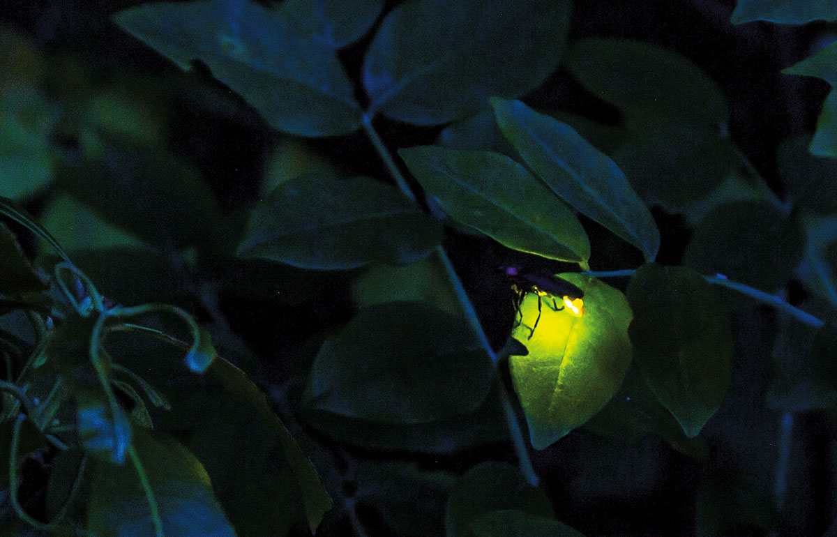 fireflies - bioluminescence